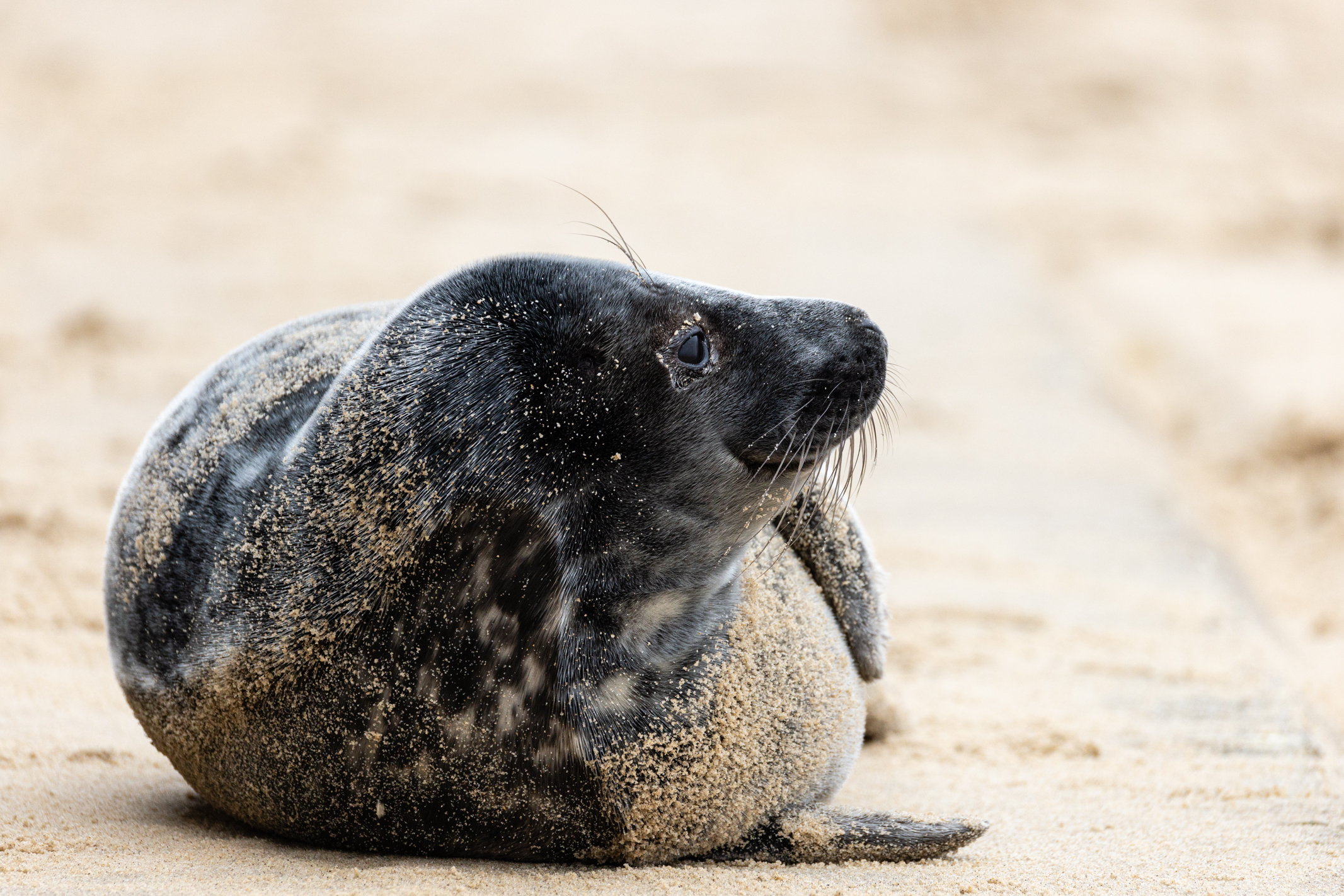 Seal on a beach shot with the Canon EOS R1 and 200-400mm lens