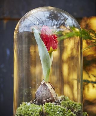 Tulip bulb Christmas decoration