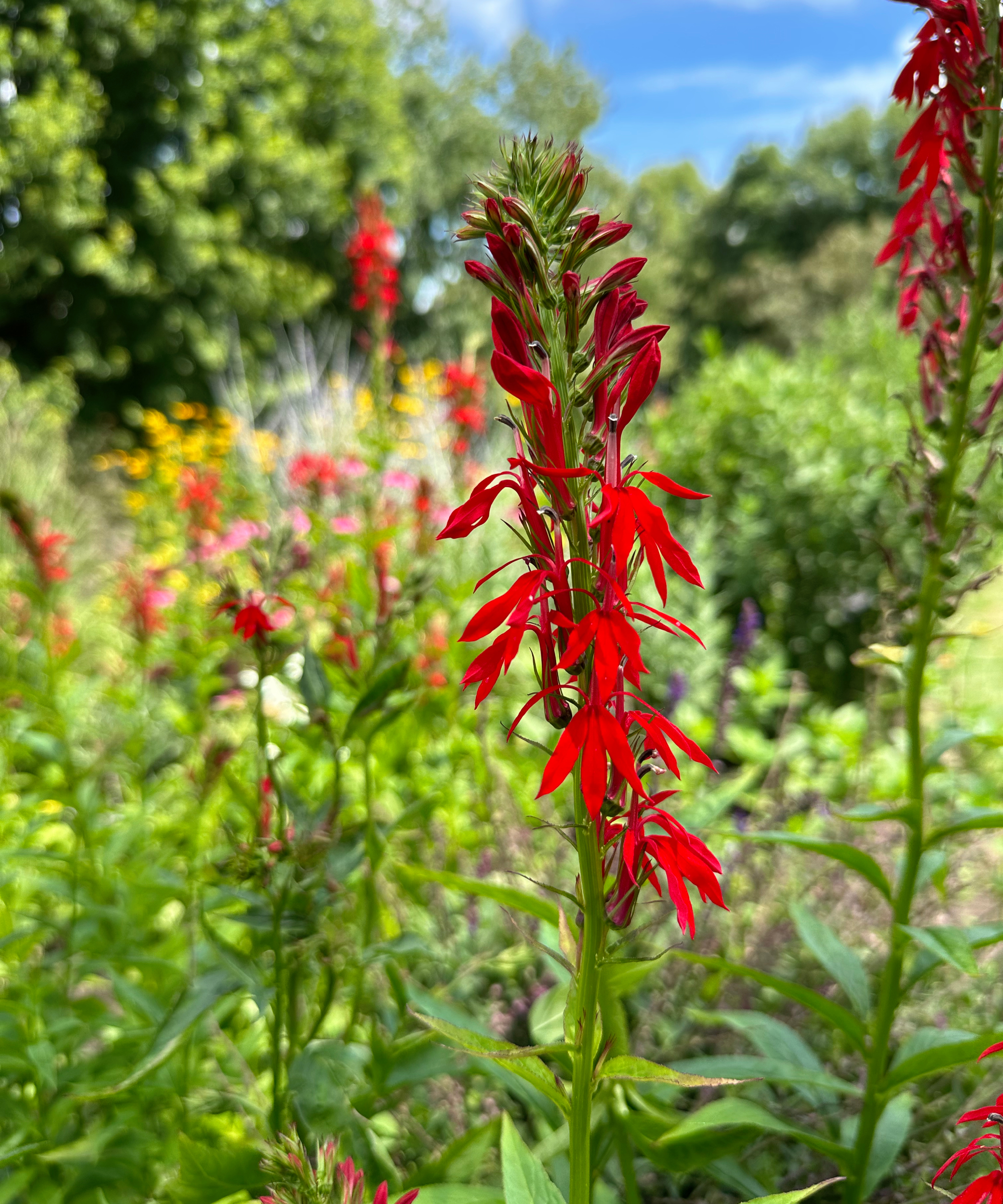 Cardinal flowers in pollinator garden