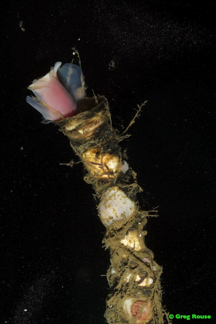 A close-up of a tube worm.