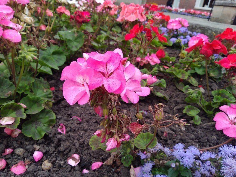 Honor 6A camera sample