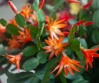 Christmas cactus with red flowers