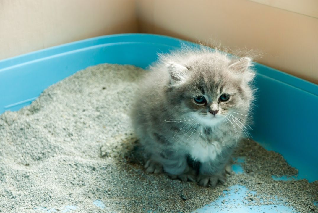 An adorable gray kitten sitting in a litter box. 