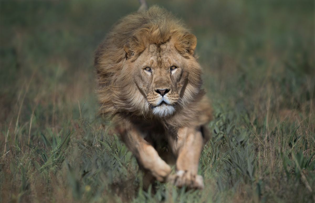 This wildlife photography shows the true beauty of lions