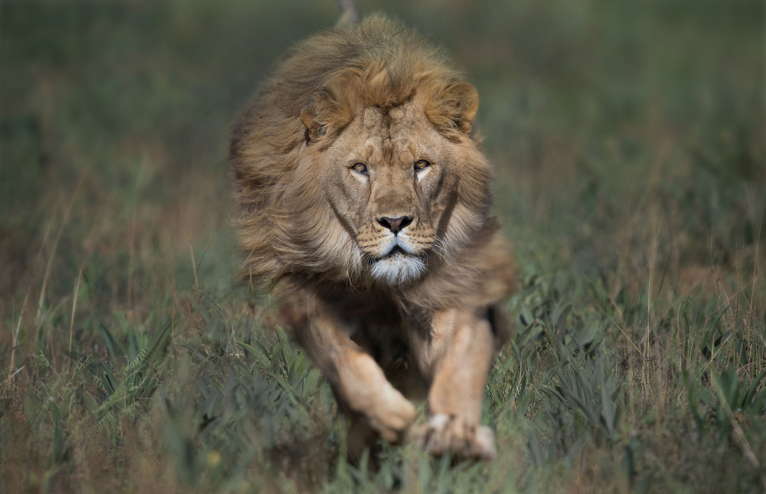 This wildlife photography shows the true beauty of lions | Digital