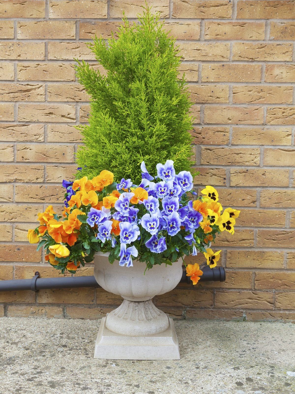 Flowers And Plants Growing In A Container