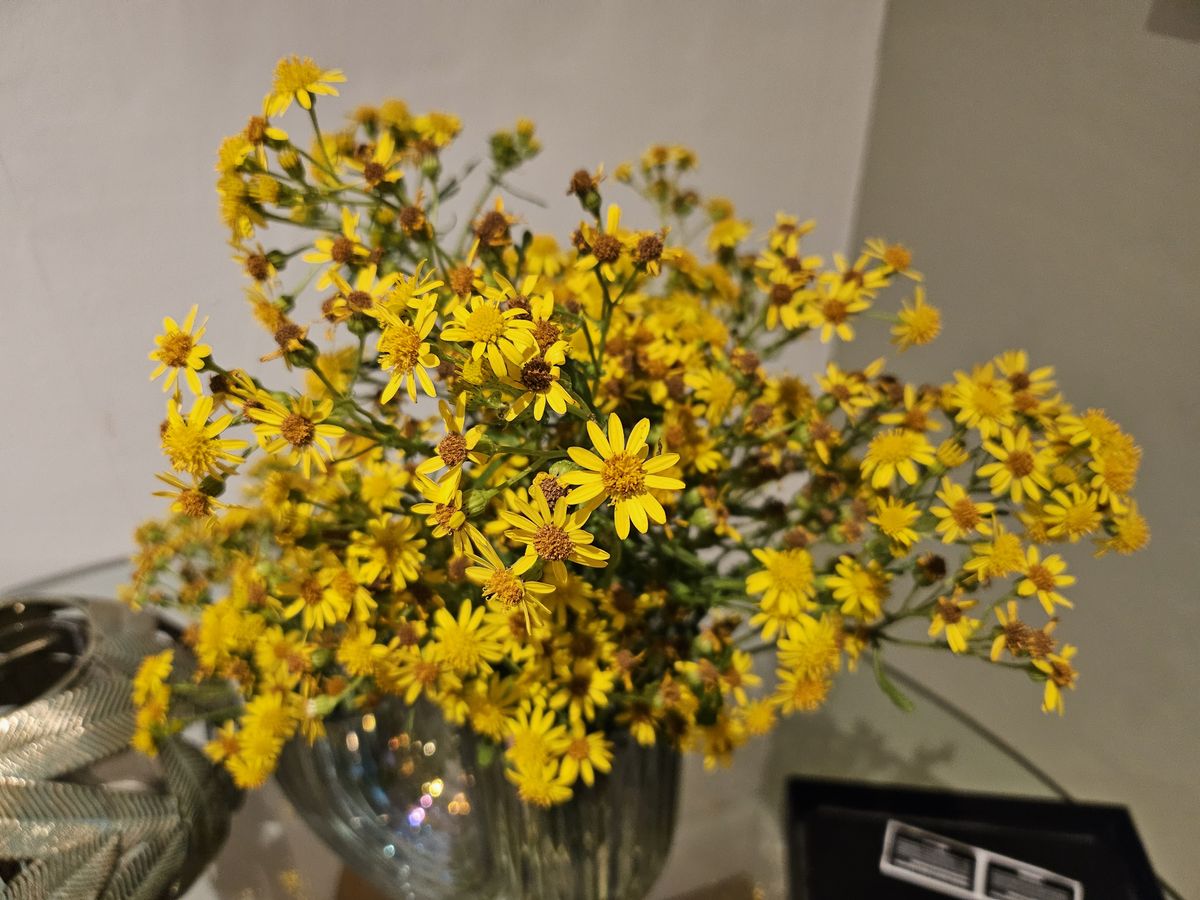 Samsung Galaxy Z Flip 5 camera sample weeds artificial light