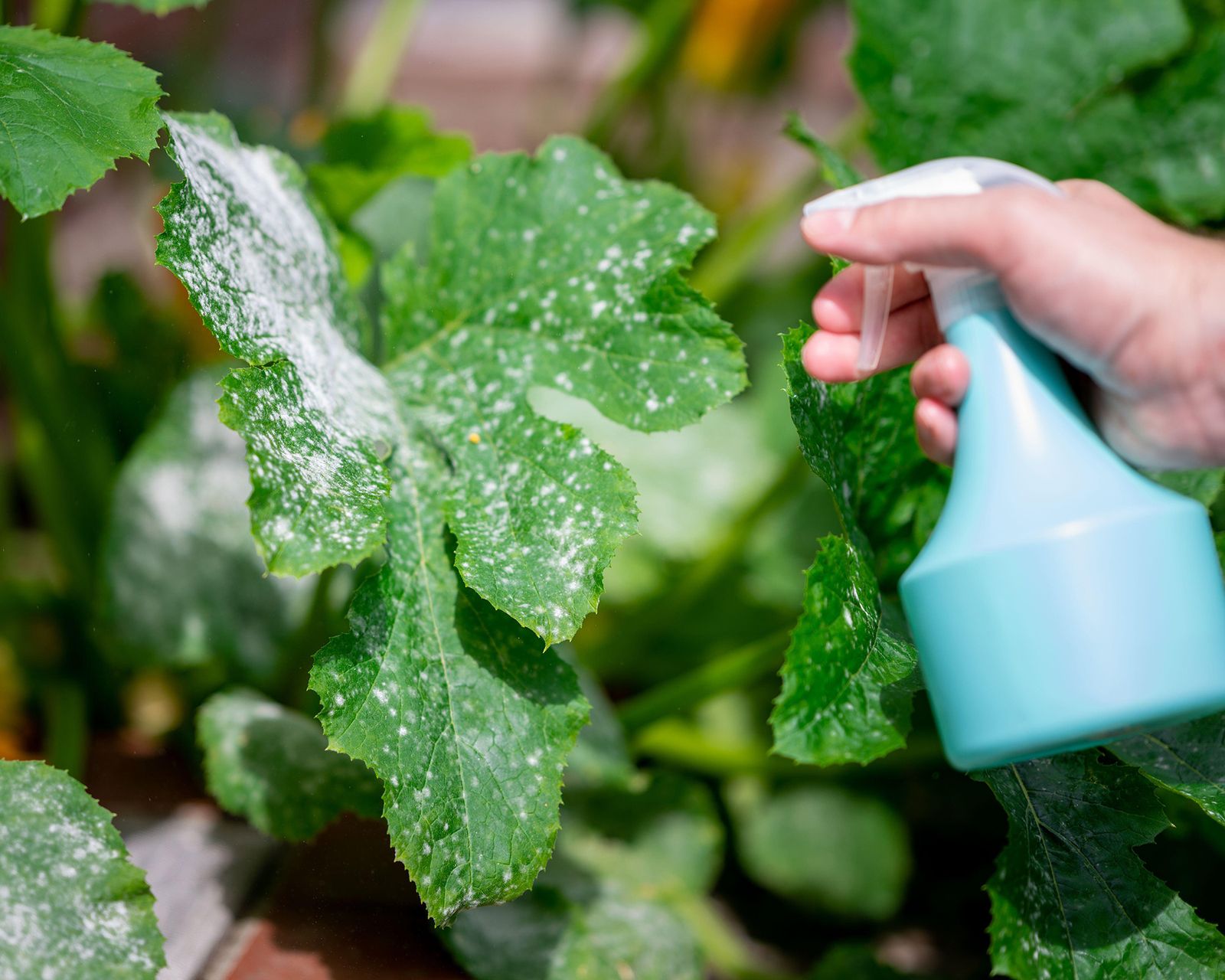 Powdery mildew how to get rid of white fungus on plants Gardeningetc