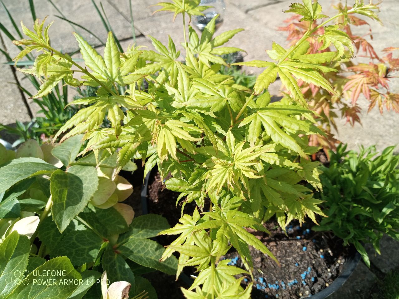 Images taken with UleFone Power Armor 14 Pro
