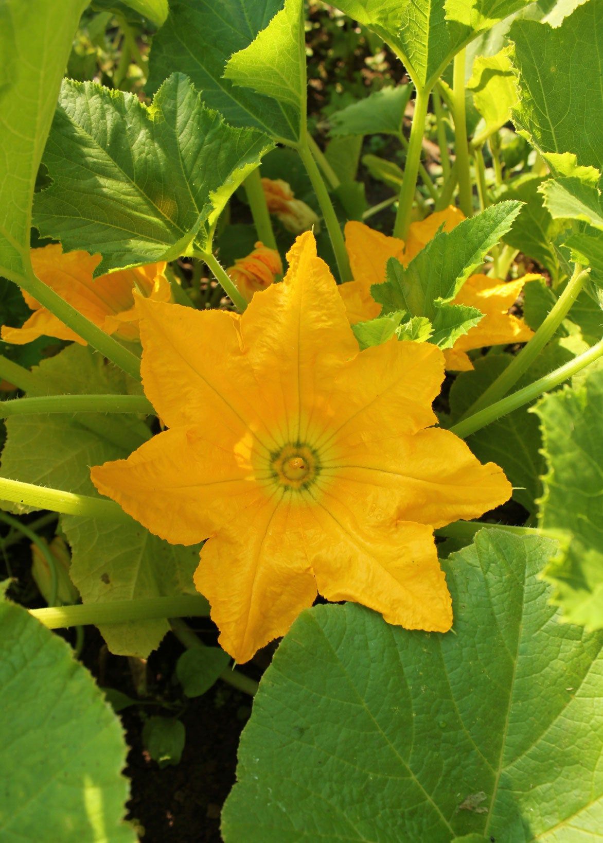 Yellow Flower