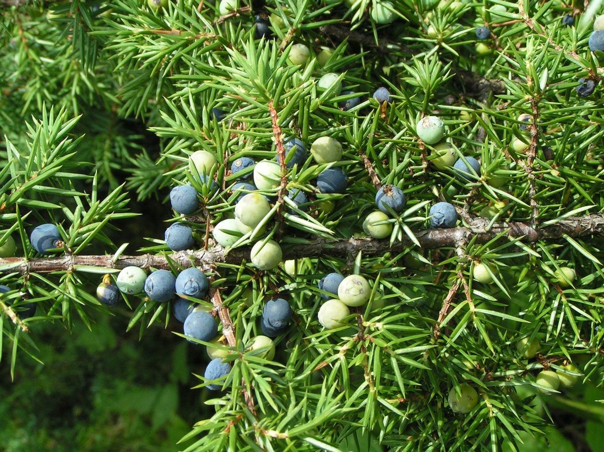 Juniper Bush