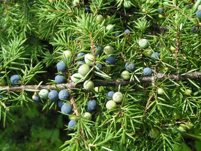 Juniper Bush