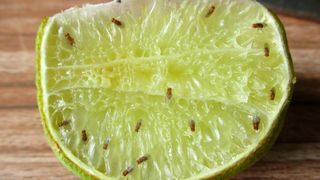 Fruit flies on a lime
