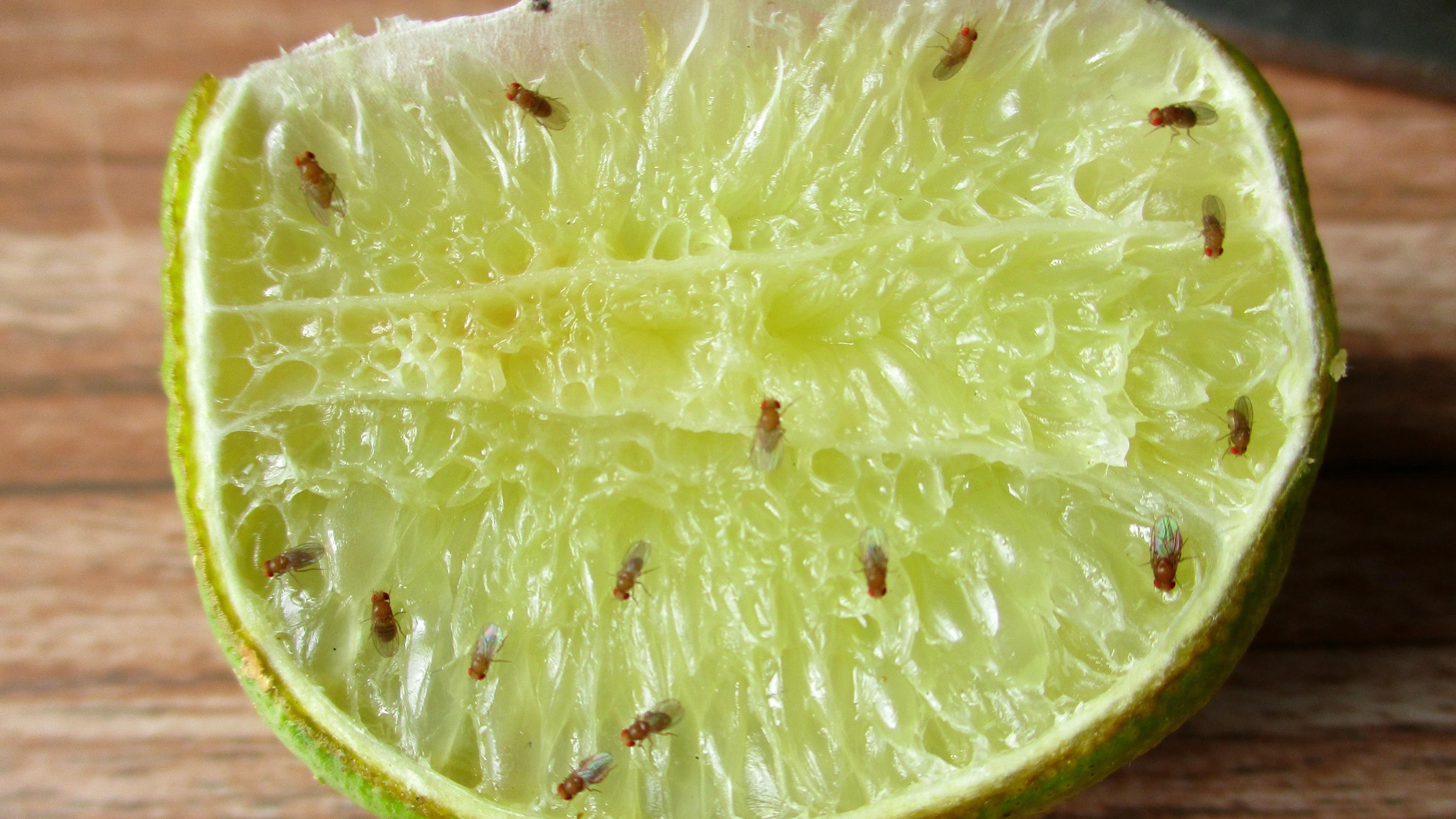 Fruit flies on a lime