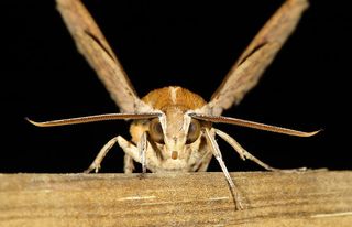A close-up image of a hawkmoth