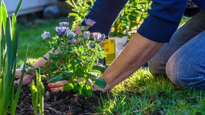 mulching around flower