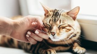 Bengal cat being stroked by a woman's hand