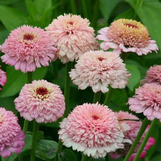 A collection of large, fluffy zinnia flowerheads in a light pink colour and bright green stems