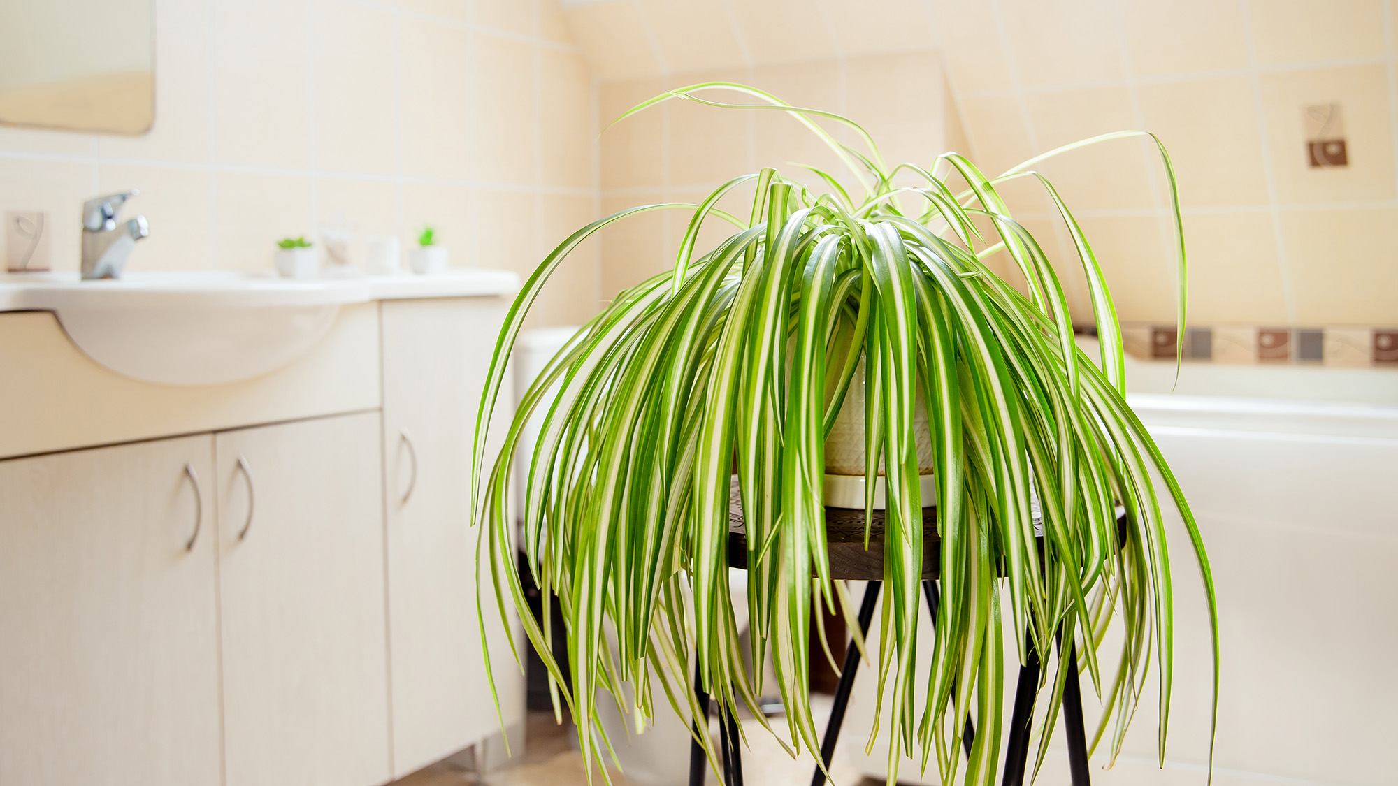 Spider plant