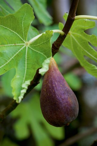 Close up of fig on fig tree