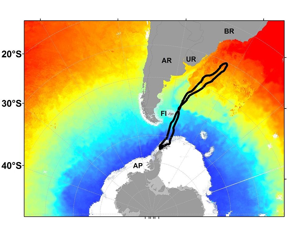 Antarctic Killer Whales Treat Skin With A Tropical Vacation | Live Science