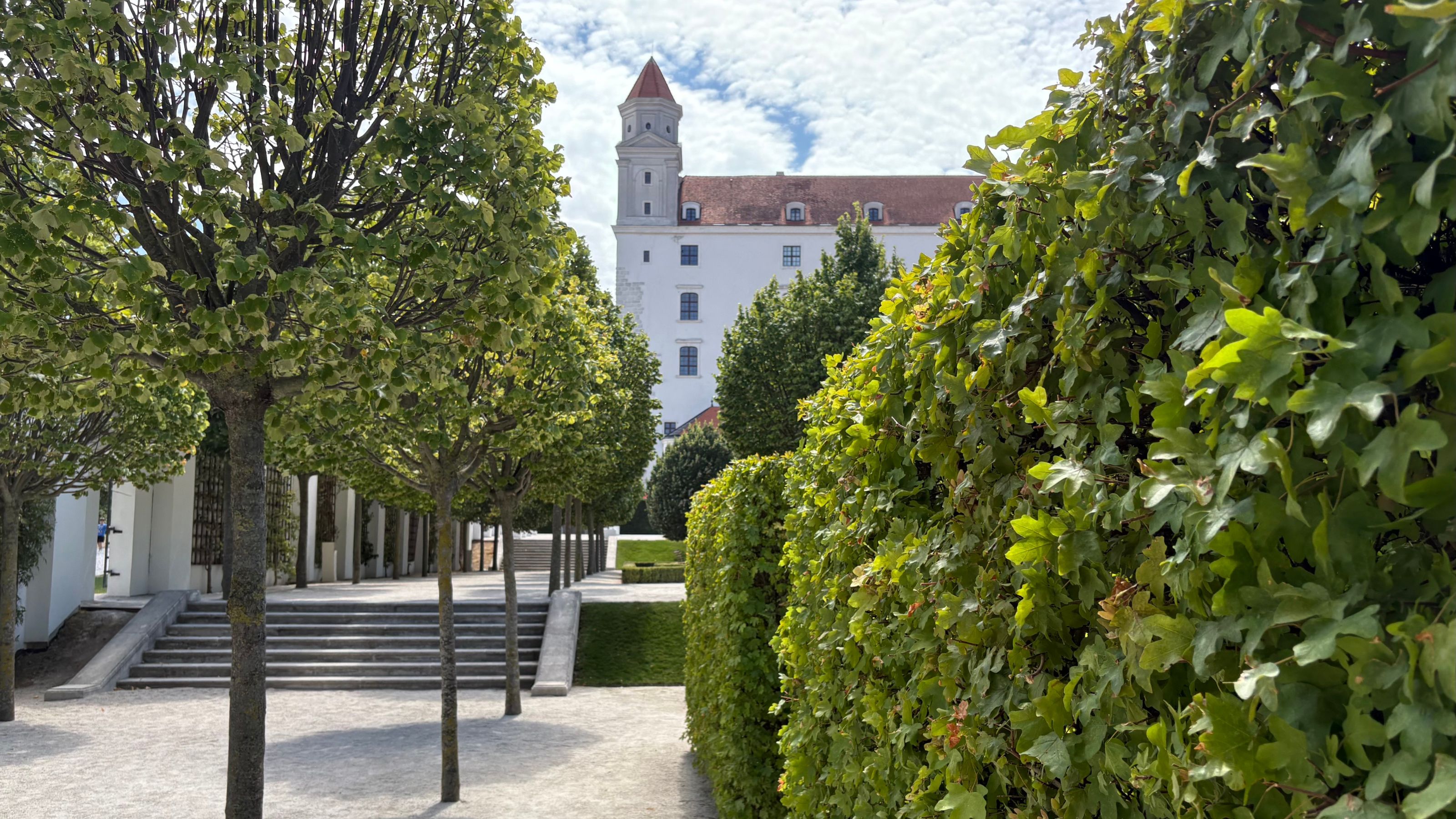 Field maple (Acer campestre) hedging in Bratislava Castle's Baroque Gardens