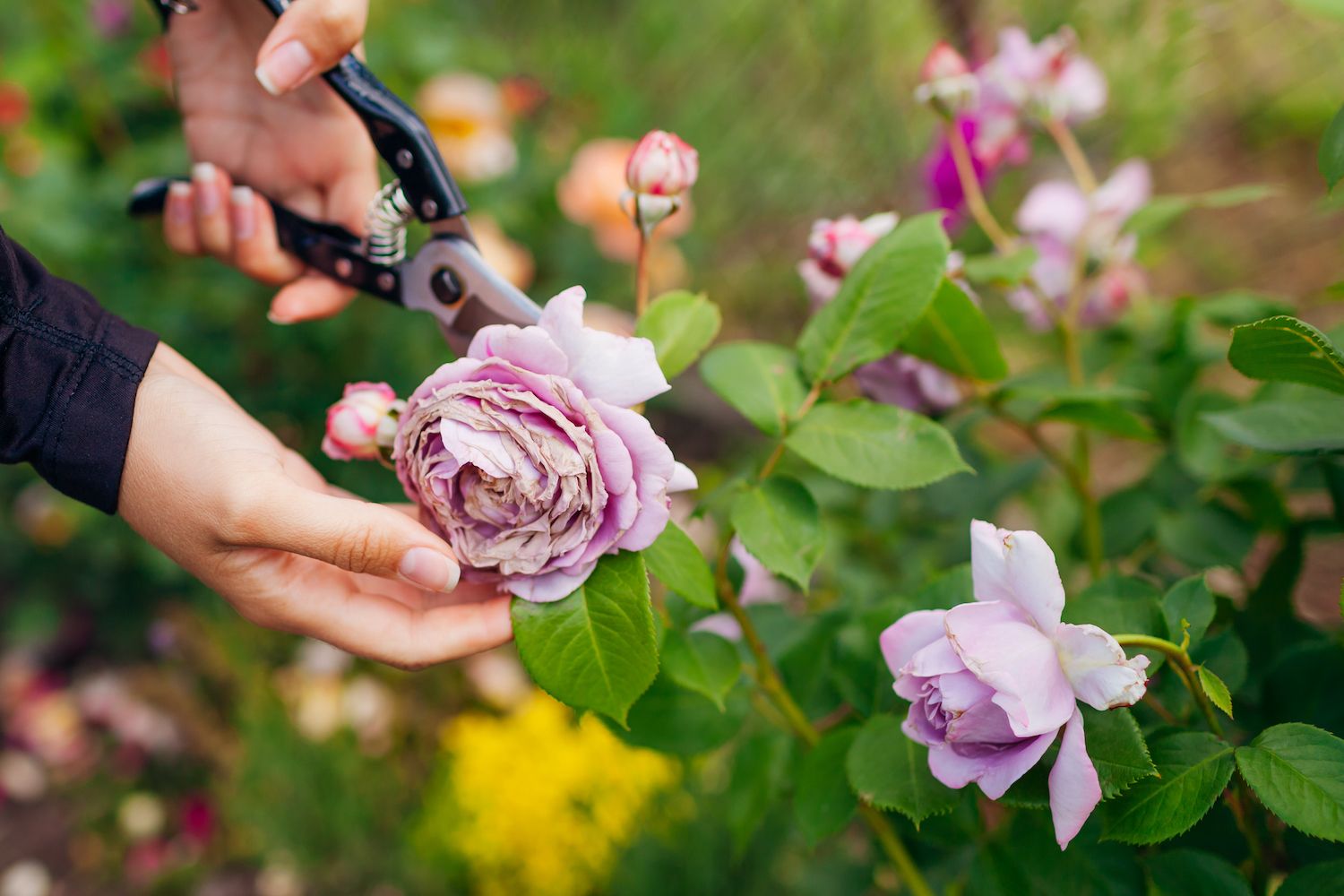 5 easy hacks to make your roses look better expert advice Livingetc