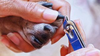how to clip a dog’s nails