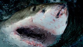 Great white shark from Shark Week's Great White Open Ocean 2022.