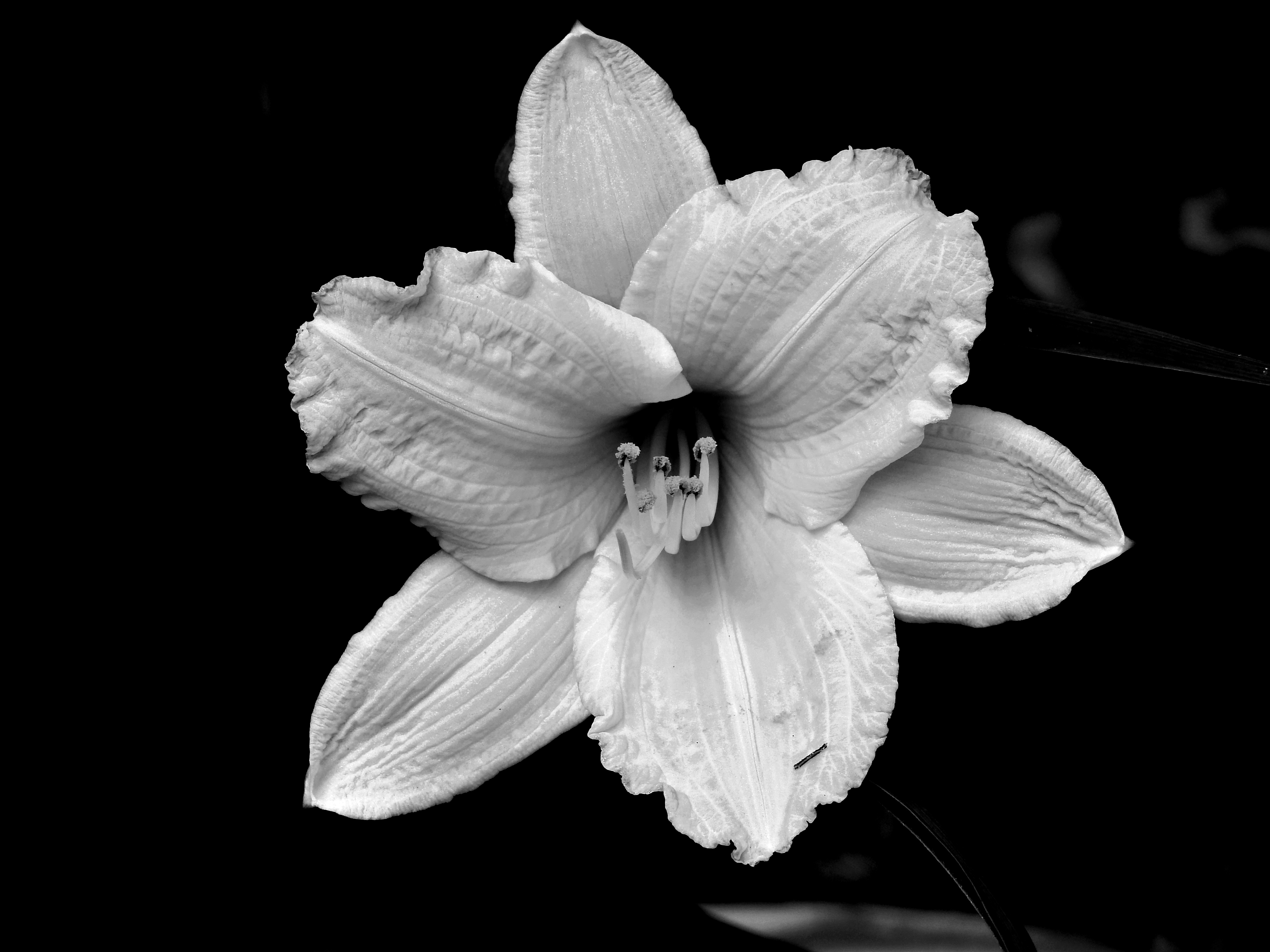 GuruShots - Mostly Black July 2025