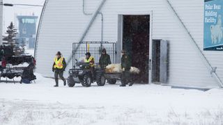 Polar bear marshals escort sedated bear to helicopter for airlift in Churchill, Canada.