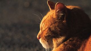 A ginger cat sunning itself