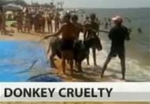 doneky-cruelty-video.jpg