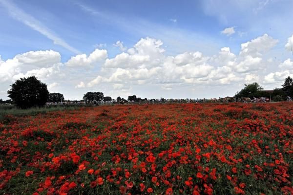 The Giro peloton passes a sea of poppies.