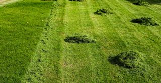 freshly cut lawn with grass piles to show what to avoid when first cutting grass after winter