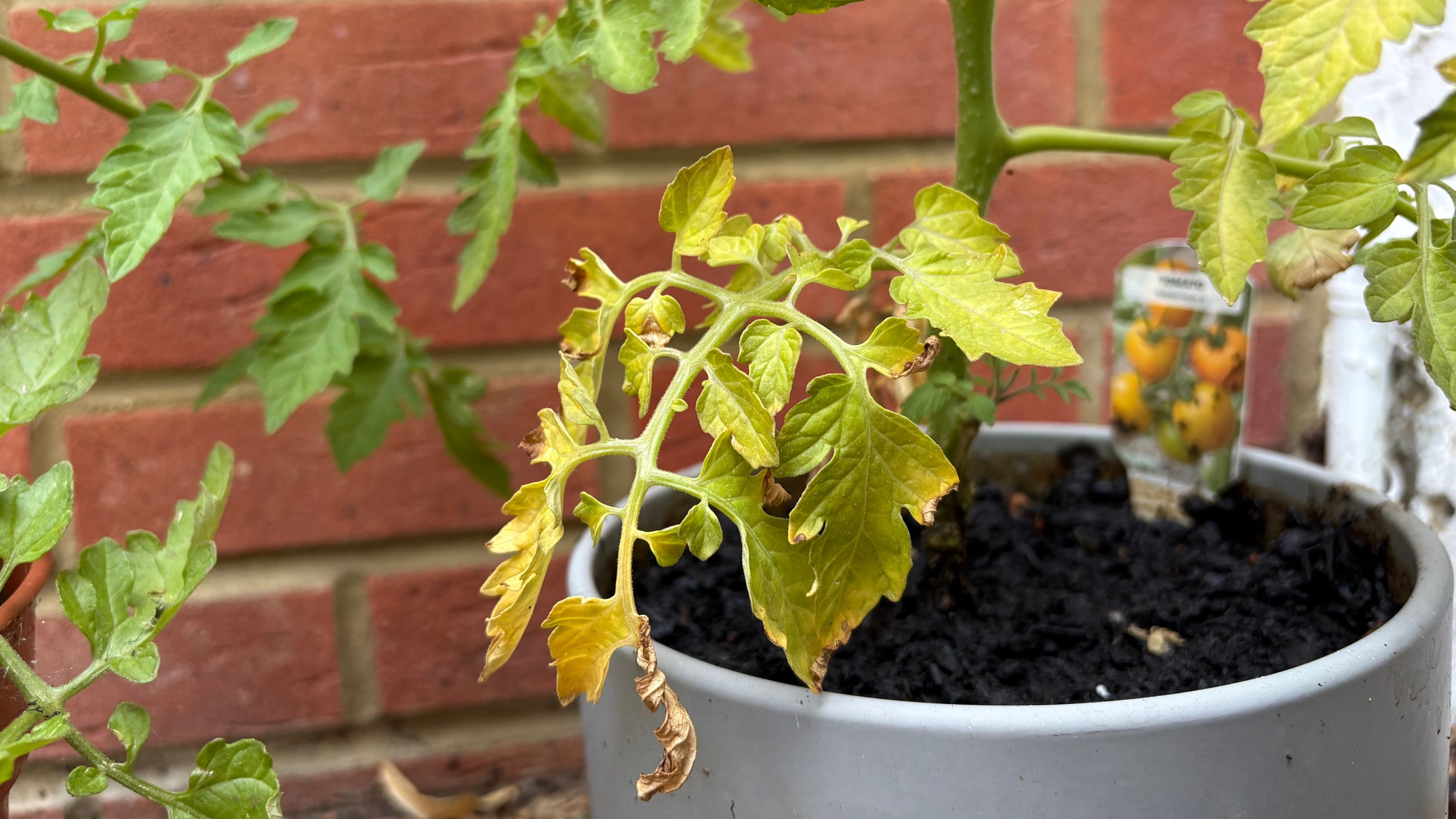 Yellow leaves on tomato plant, which is growing in a grey pot against a brick garden wall