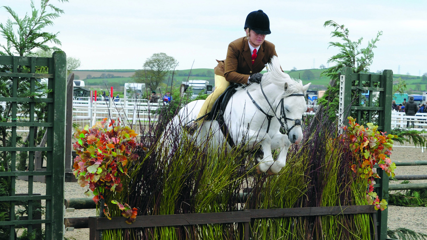 Working hunter pony training: a grey pony jumping a bullfinch at a show