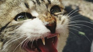 Cat teeth: a cat showing its teeth