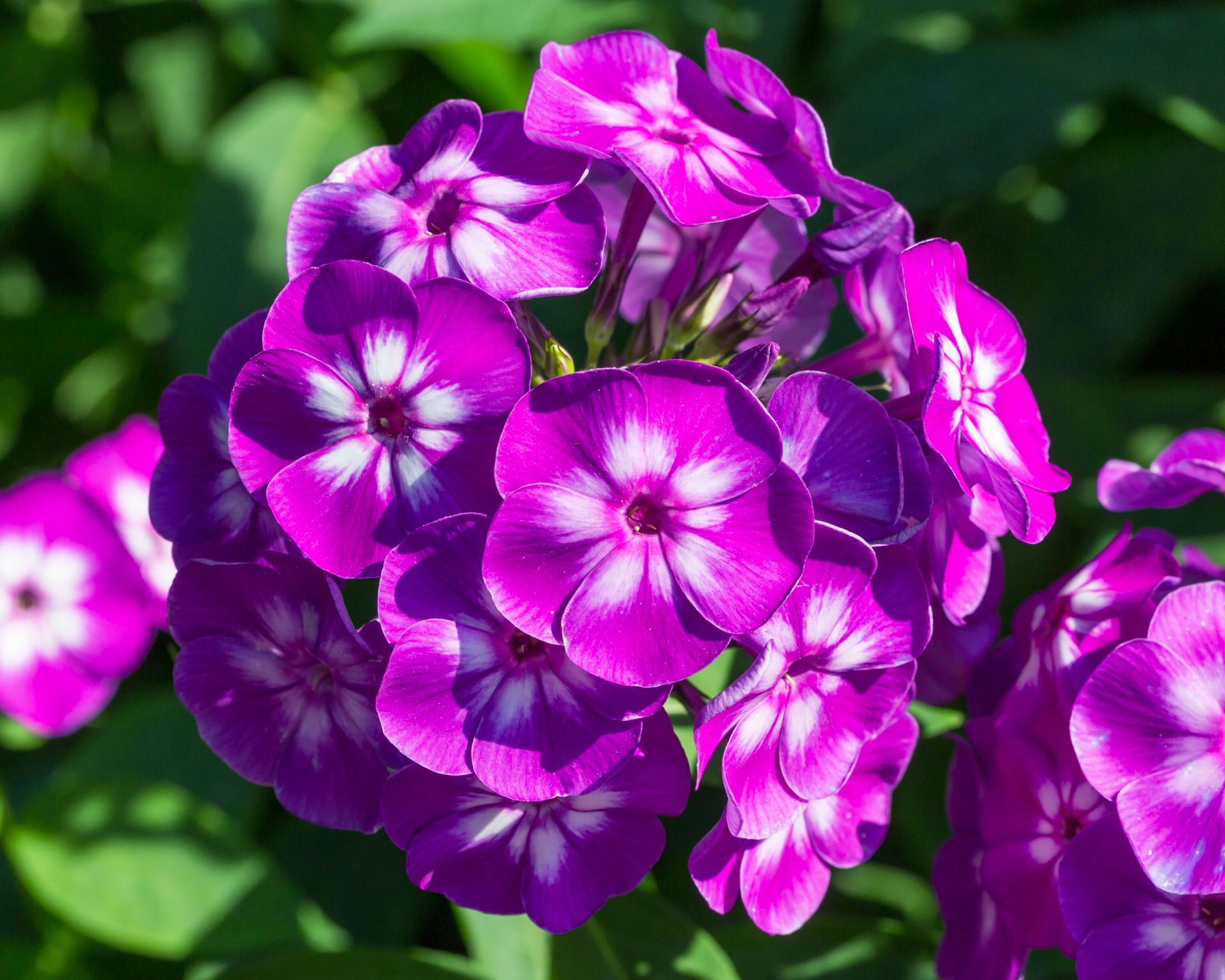 Phlox paniculata (Garden phlox) in bloom on the sunny day