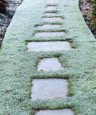 stepping stones across frosted lawn