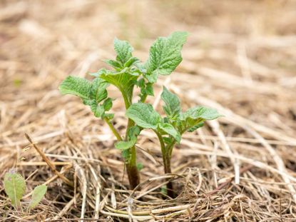 Straw Bale Garden Bed