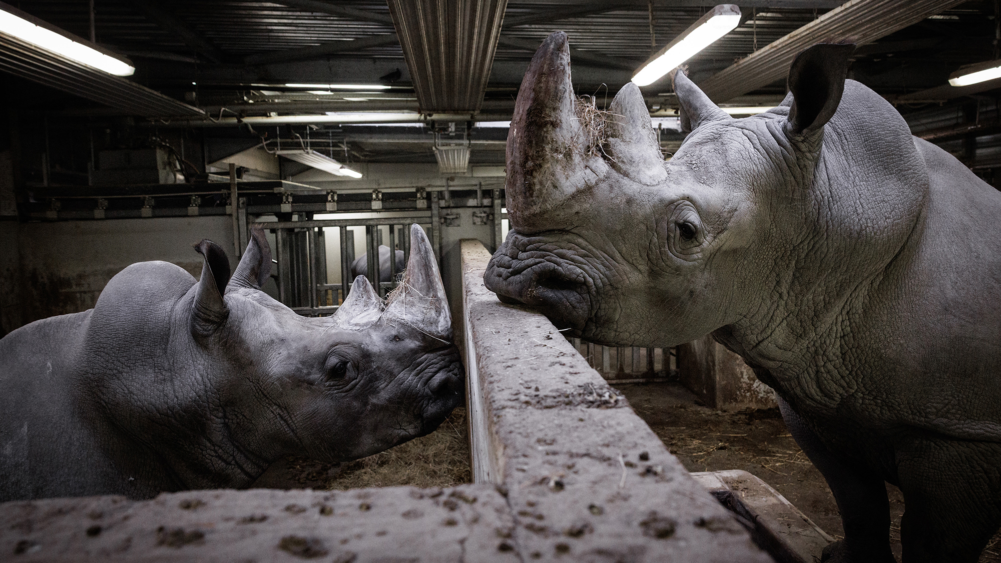 A white rhinoceros named Wami (R) bids farewell to his neighbour at the Paris Zoological Park before being transferred to Mexico's Guadalajara Zoo in an effort to ensure the genetic diversity of the species