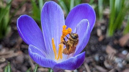A bee on a crocus flower