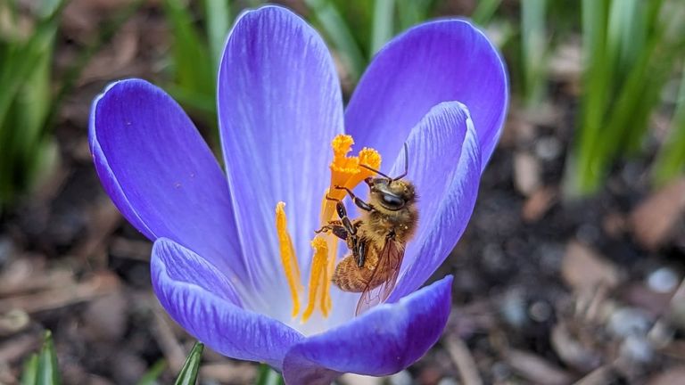 When To Do Spring Garden Clean-Up To Help Pollinators | Gardening Know How