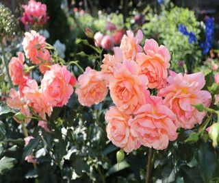 The flowers of the orangey pink shrub rose 'Lambada'