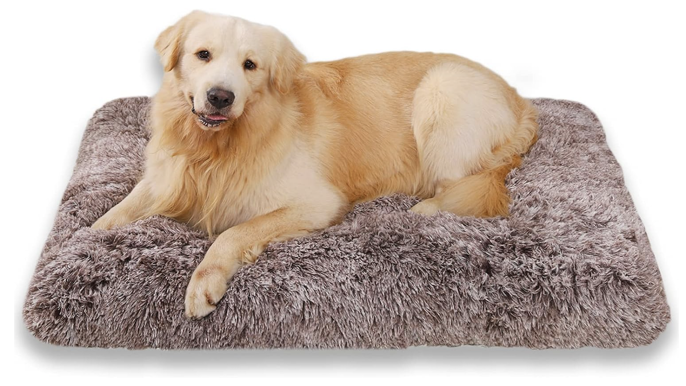 Golden retriever on dog bed for crate