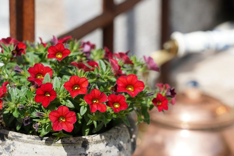 How to deadhead petunias to increase blooms Homes & Gardens