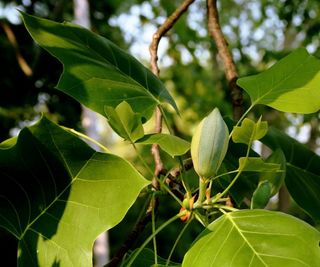 Tulip tree blooming with green foliage and bud