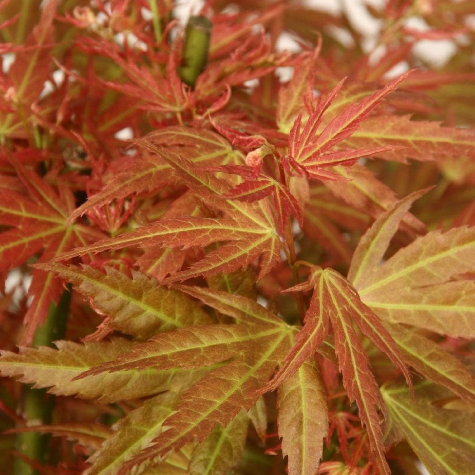 picture of Japanese maple 3-litre pot