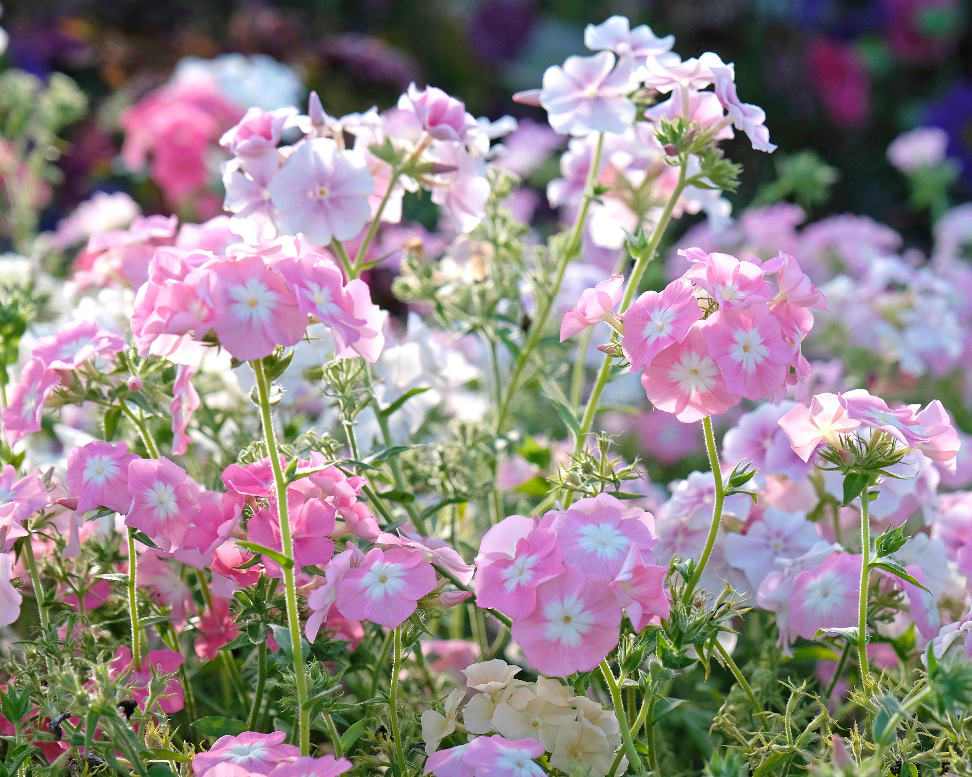 annual phlox drummondii in a garden